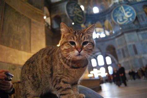 Cattitude: 10 Turkish cats that stole headlines | Daily Sabah