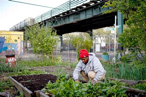 Urban Farming | Cultured Naturals