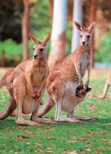 What type of flora and fauna does the Austral Realm have? - Homework Help - eNotes.com