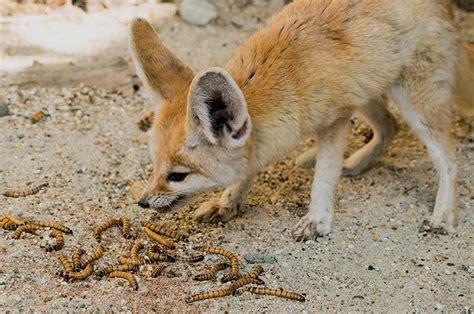 Fennec Fox – All You Need To Know About This Exotic Animal