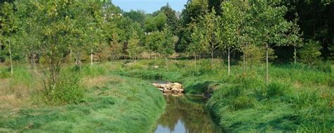 Don’t Just Plant Them and Leave Them Alone: Riparian Buffer Maintenance ...