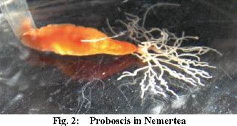 Figure 5 from Nemertea Proboscis Inspired Extendable Mechanism | Semantic Scholar