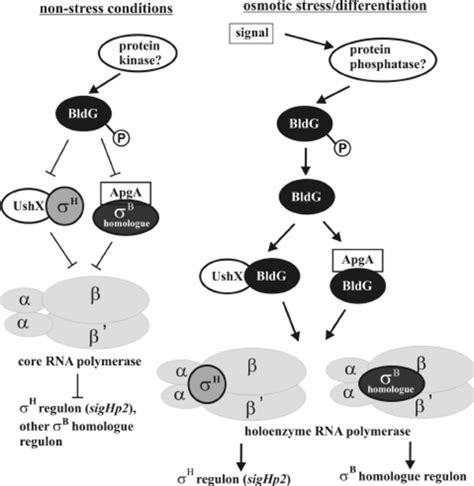 High-resolution S1 nuclease mapping of the sigH operon in the wild-type ...