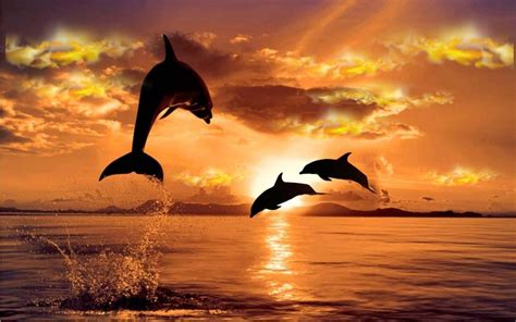 Dolphin Sunset Wallpapers - Top Free Dolphin Sunset Backgrounds - WallpaperAccess