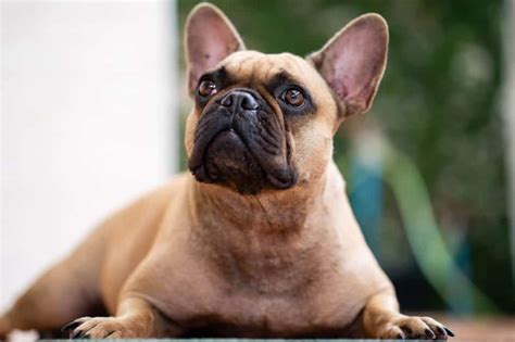 Different French Bulldog Health Issues - reddawnborders.com