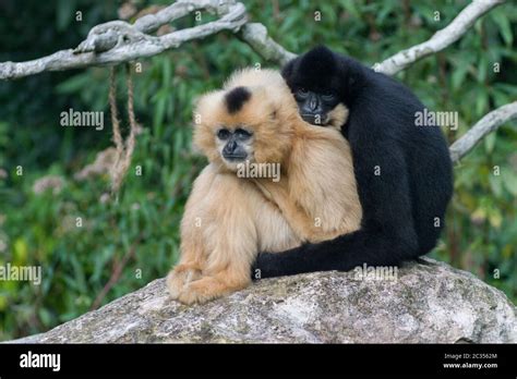 Monkeys hugging hi-res stock photography and images - Alamy