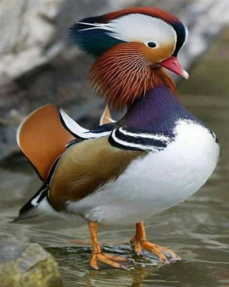 Mandarin Duck in 2021 | Colorful birds, Pet birds, Mandarin duck