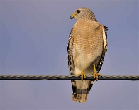 Hawks In Texas: Can You Catch A Glimpse Of All 19 Species?