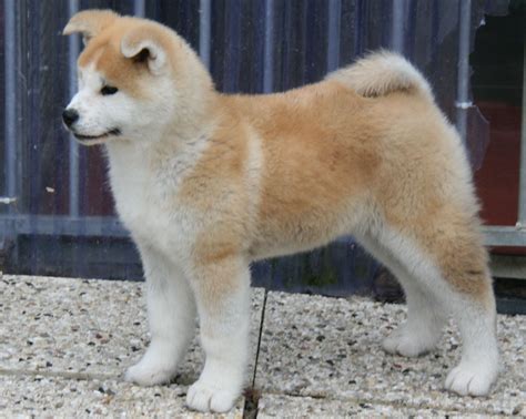 Akita inu | Chihuahua, Chihuahua welpen, Welpen