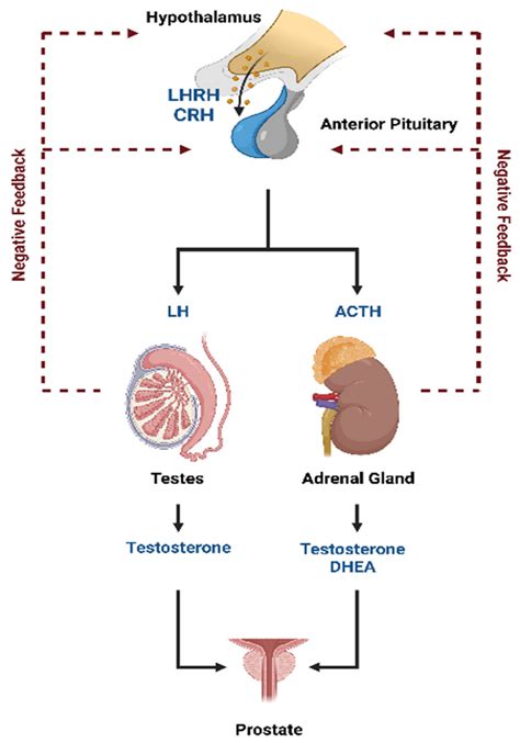 IJMS | Free Full-Text | Androgen Receptor Imaging in the Management of Hormone-Dependent Cancers ...