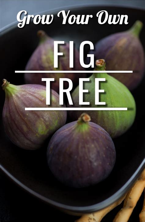 Grow Your Own Fig Tree | Fig tree, Growing fig trees, Fig