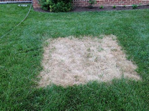 Lawn Damage: Biotic & Abiotic Stress Factors | Terren Landscapes