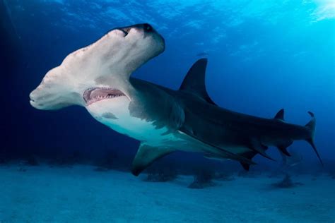 The 10 Fastest Sharks In The World - Wiki Point