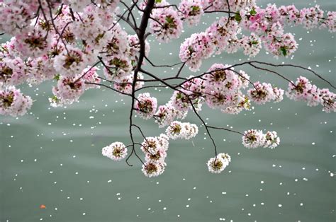 Cherry Blossoms over the river | Smithsonian Photo Contest ...