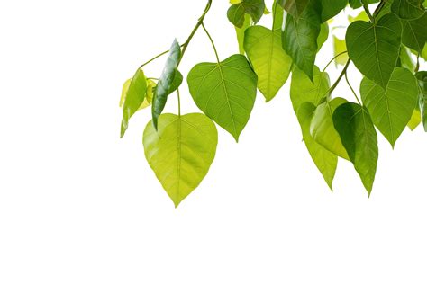 Leaves of the bodhi tree on white background 18794946 Stock Photo at ...