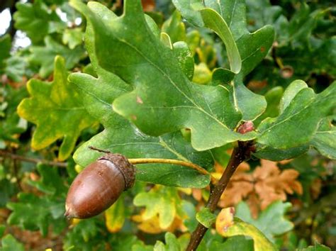 Quercus robur, English Oak, identification guide