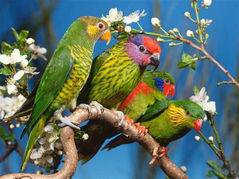 Four Colorful Birds On A Branch Wallpaper 1280×960 - Birds Wallpapers