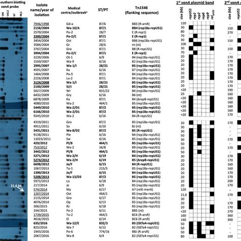 PFGE-S1 Southern blotting results for selected 50 VREfs-VanA and the... | Download Scientific ...