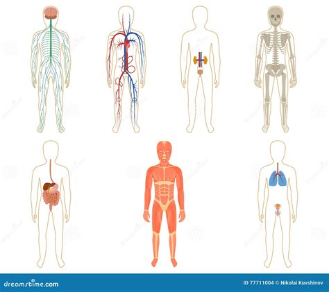 Human Body Systems Stock Photos - Royalty Free Pictures