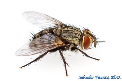 Diptera-Tachinidae-Parasitic Flies (K) - Urban Programs - El Paso County