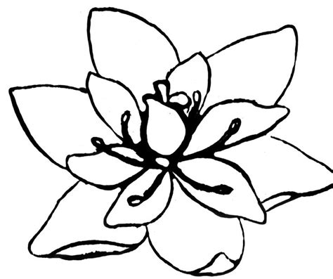 easy bitterroot flower drawing - classicvanforsalealberta