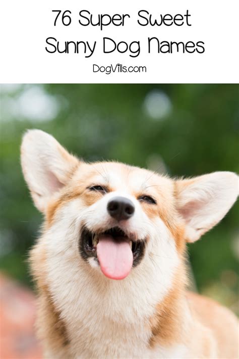 76 Sunny Dog Names That Are Just Too Sweet - DogVills