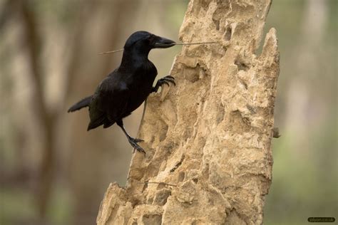 New Caledonian Crow Photos – Jolyon's Website