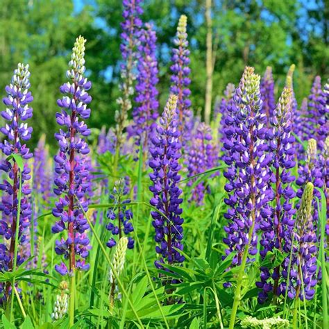 Lupinus Perennis Perennial Blue Lupine 500 Seeds | Etsy