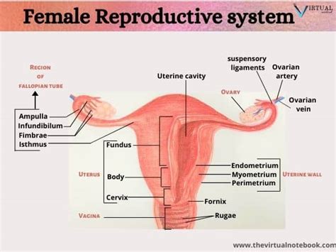 Female Reproductive System Parts