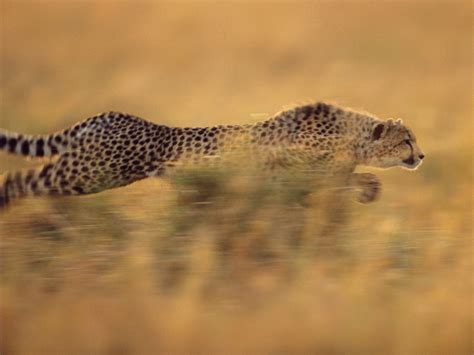 Cheetah Running Wallpaper - WallpaperSafari