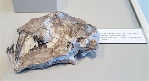 Saber Toothed Cat Fossil at The Bishop? - Virily