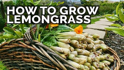 How to Grow Lemongrass and Propagate it FOREVER - YouTube