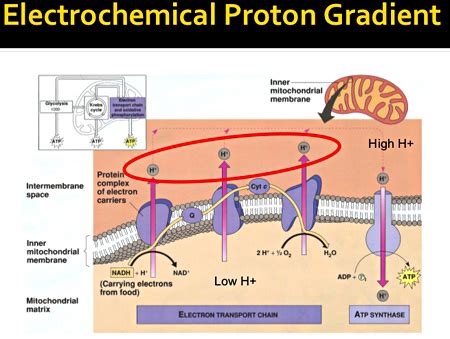Proton Gradients and the Origin of Life – Mother Jones