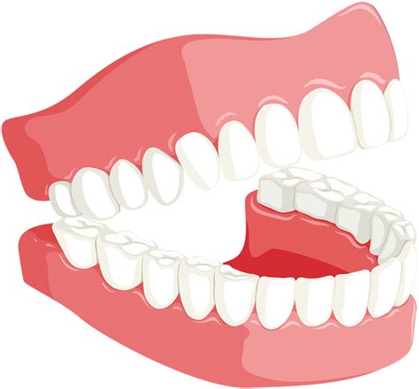 Dentures Clipart - Png Download - Full Size Clipart (#2980652) - PinClipart