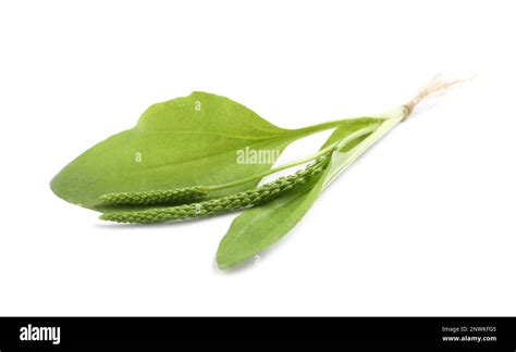 Broadleaf plantain with seeds on white background. Medicinal herb Stock ...