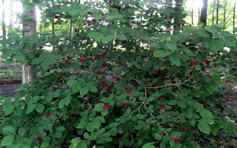 Sweetshrub, aka Carolina Allspice, grows 6-8 ft. tall and wide ...