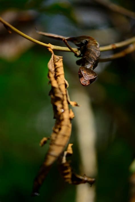 Uroplatus phantasticus demonstrating camouflage – Dr Mark D. Scherz