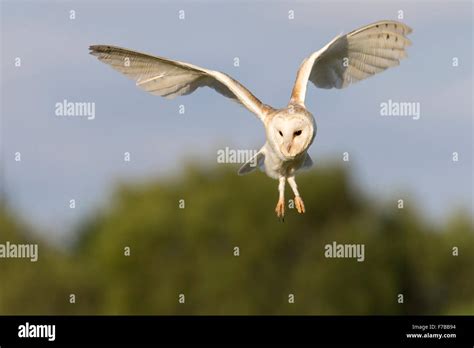 Barn Owl, flying Stock Photo - Alamy