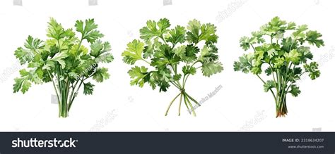 5,120 Watercolor Parsley Images, Stock Photos, 3D objects, & Vectors ...