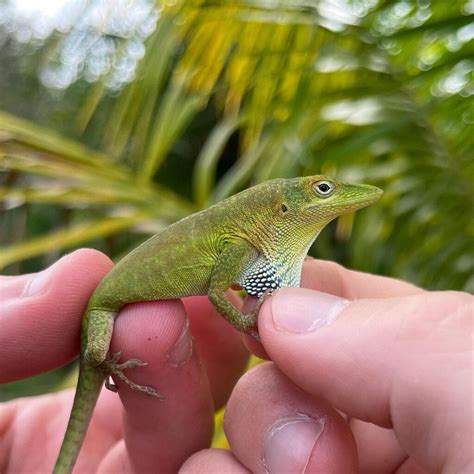 Anole Lizard - Learn About Nature