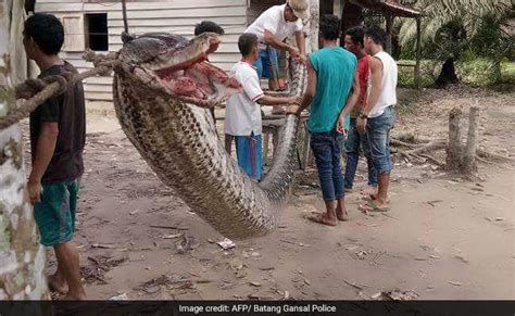 Villagers Defeated 7.8 Metre Python, Then Whole Village Ate The Snake