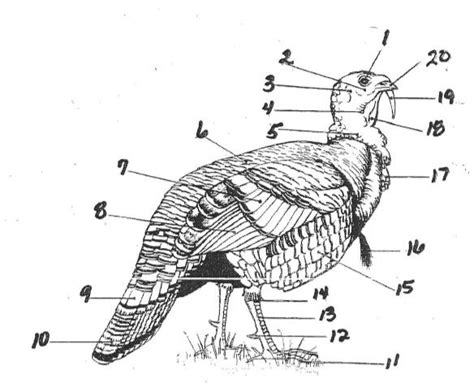 Turkey Anatomy Diagram | Quizlet