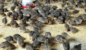 Quail Farming Project Report, Cost and Profit Analysis | Agri Farming