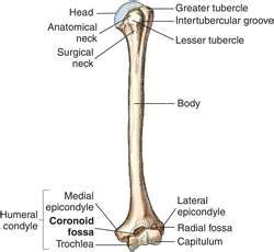 Coronoid fossa | definition of coronoid fossa by Medical dictionary