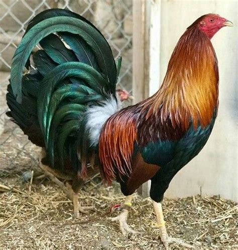 Yellow leg hatch | Game fowl, Chickens and roosters, Fancy chickens