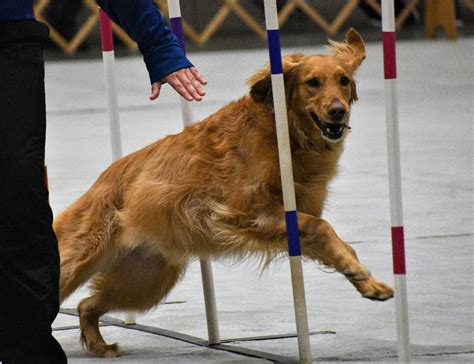 Photos: 2018 Seattle Kennel Club Dog Show | Seattle, WA Patch