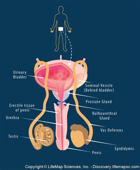 Male Reproductive System infographic - LifeMap Discovery