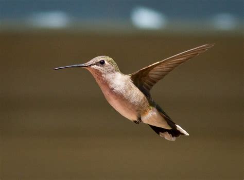 Birds of Arizona: Hummingbirds | Judge, Jury, and Exhibitioner