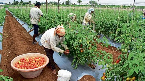 The humble tomato gets its revenge | Today News