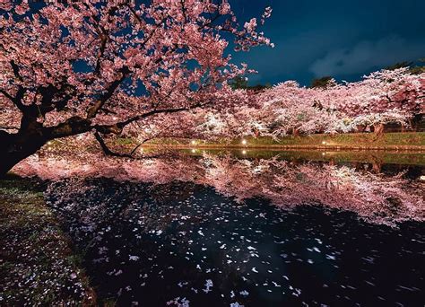 Sakura, naturaleza, flor de cerezo, japón, Fondo de pantalla HD | Peakpx